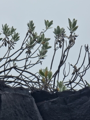 Helichrysum monizii image