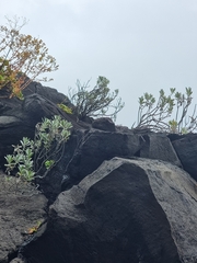 Helichrysum monizii image