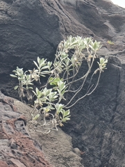 Helichrysum monizii image