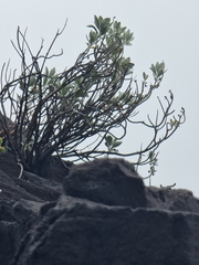 Helichrysum monizii image