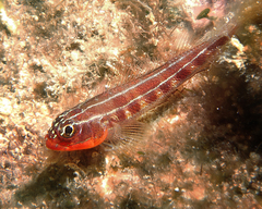 Helcogramma striata