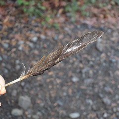 Patagioenas fasciata