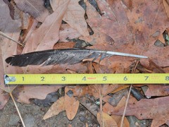 Patagioenas fasciata