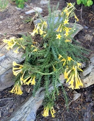 Polemonium brandegeei
