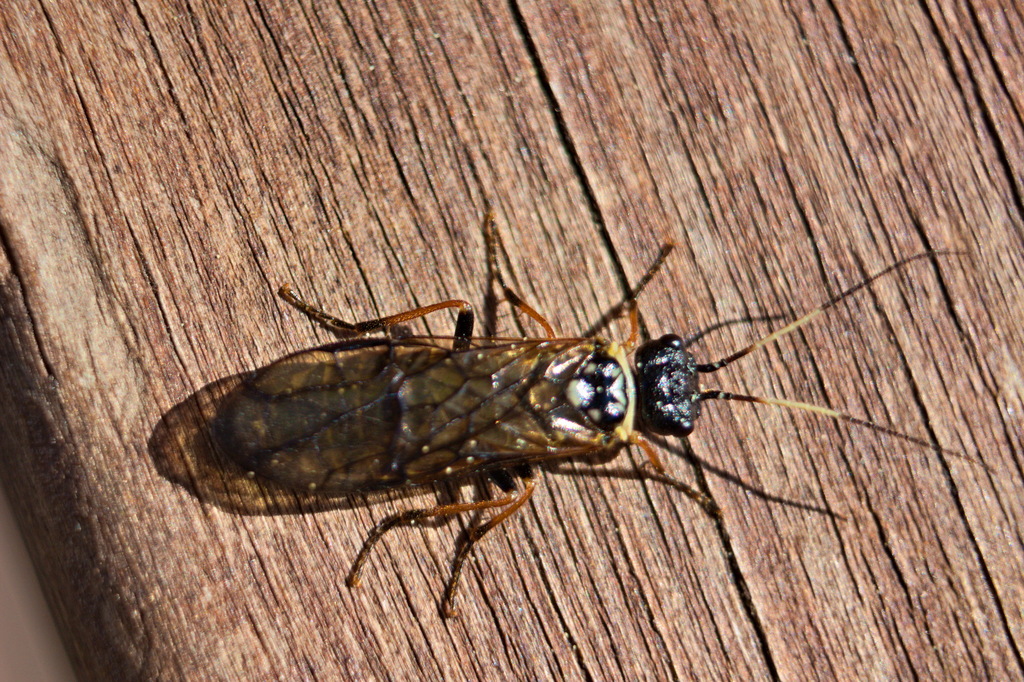 Cephalcia annulicornis