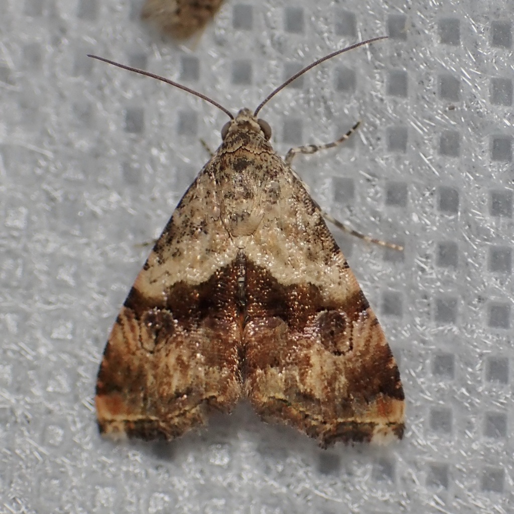Tripudia limbatus