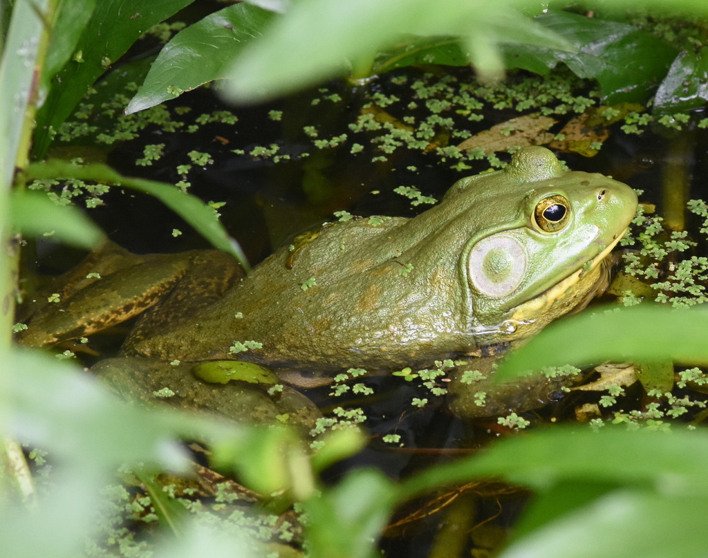 American Bullfrog from Pasadena, TX, USA on May 29, 2023 at 12:30 PM by ...