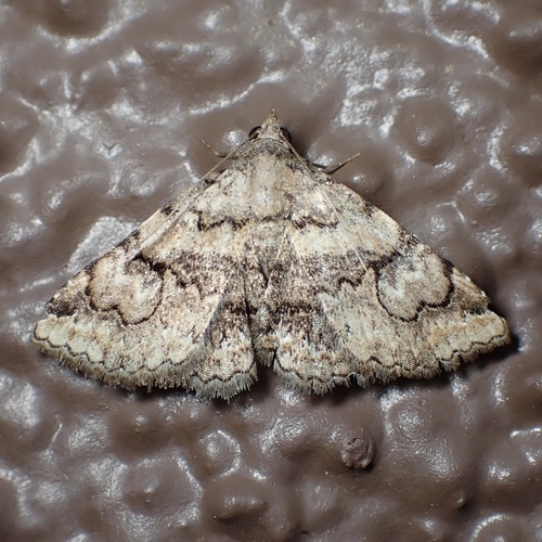 Toxonprucha repentis photo 3