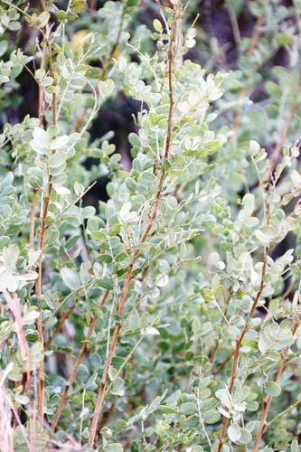 Image of Calpurnia sericea by (c) Tony Rebelo, some rights reserved (CC BY-SA)