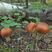 Pholiota lubrica - Photo (c) Иван Матершев, some rights reserved (CC BY-NC), uploaded by Иван Матершев