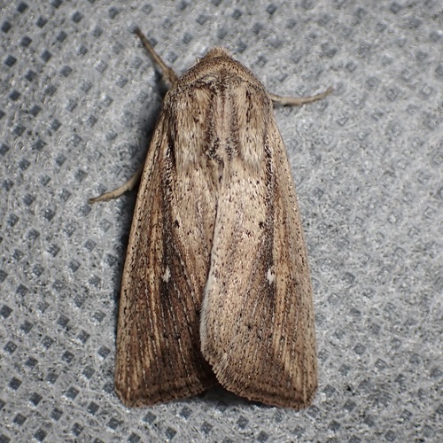 Unknown Wainscot photo 6