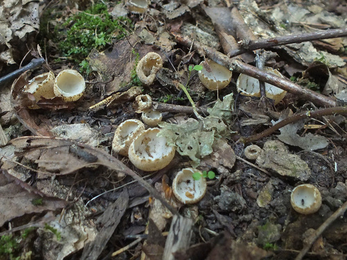 Tarzetta catinus image