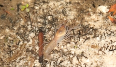 Spinastacoides insignis