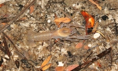 Spinastacoides insignis