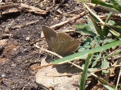 Polyommatus nephohiptamenos