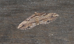 Chrysolarentia leucophanes