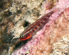 Helcogramma striata