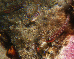 Helcogramma striata