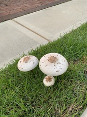 Chlorophyllum molybdites image