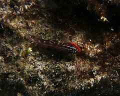Helcogramma striata
