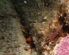 Helcogramma striata