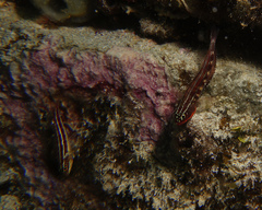 Helcogramma striata