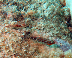 Helcogramma striata