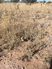 Muhlenbergia arenacea