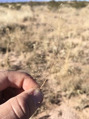 Muhlenbergia arenacea