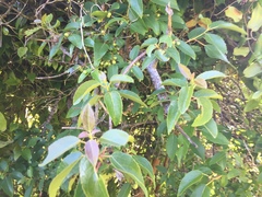 Aristotelia chilensis, photograph Erasmo Macaya Horta, CC BY, iNaturalist via GBIF