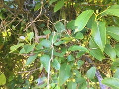 Aristotelia chilensis, photograph Erasmo Macaya Horta, CC BY, iNaturalist via GBIF