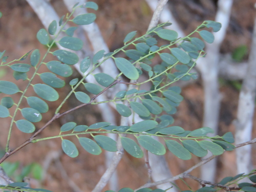 Dalbergia davidii