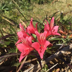 Alstroemeria ligtu ligtu
