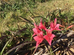 Alstroemeria ligtu ligtu