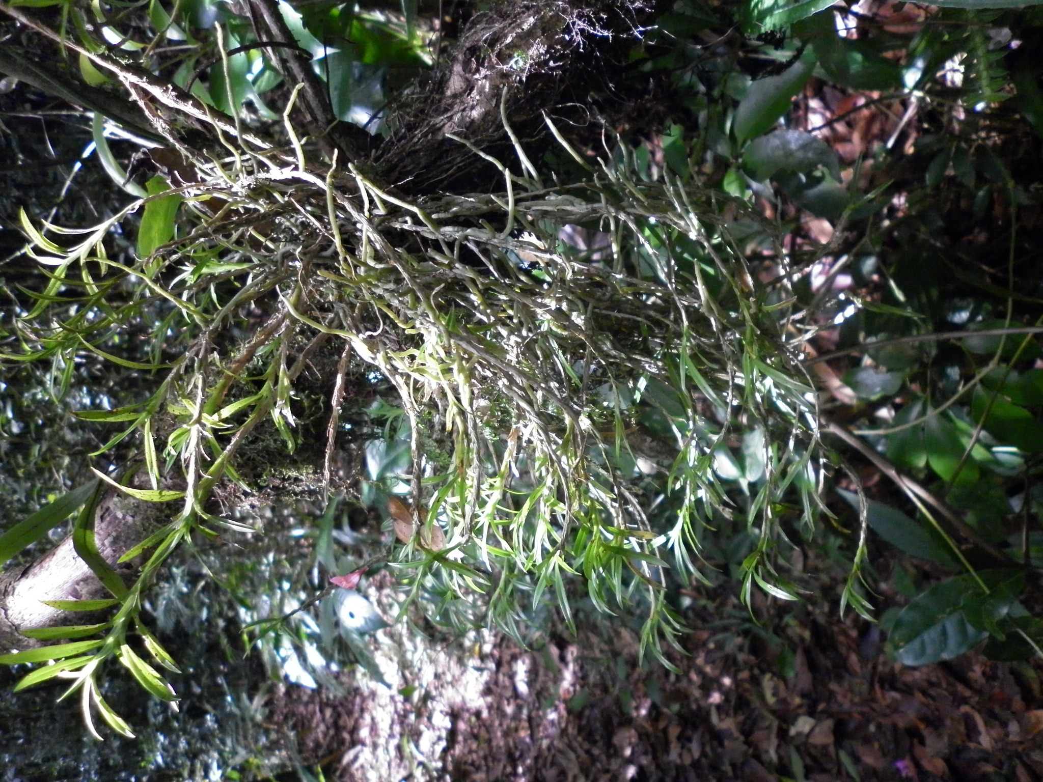 Dichaea cogniauxiana
