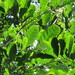 Cupania oblongifolia - Photo (c) Camilla Botelho, algunos derechos reservados (CC BY-NC-SA), subido por Camilla Botelho