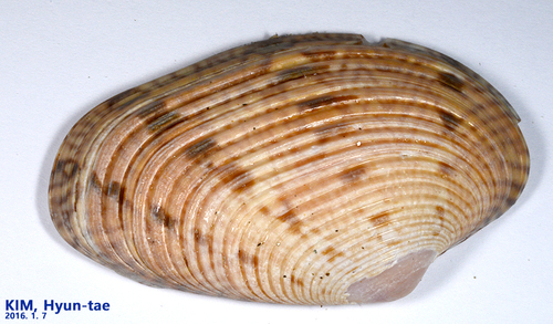 Paphia euglypta