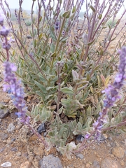 Nepeta teydea image