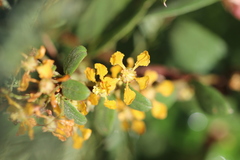 Gaudichaudia cynanchoides