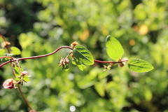 Gaudichaudia cynanchoides