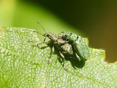 Deer Broad-nosed Weevil, 8881 West-Terschelling, Pays-Bas, photo 7 of 10