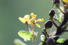 Gaudichaudia cynanchoides
