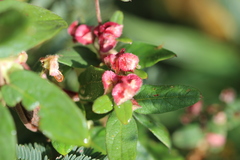 Gaudichaudia cynanchoides