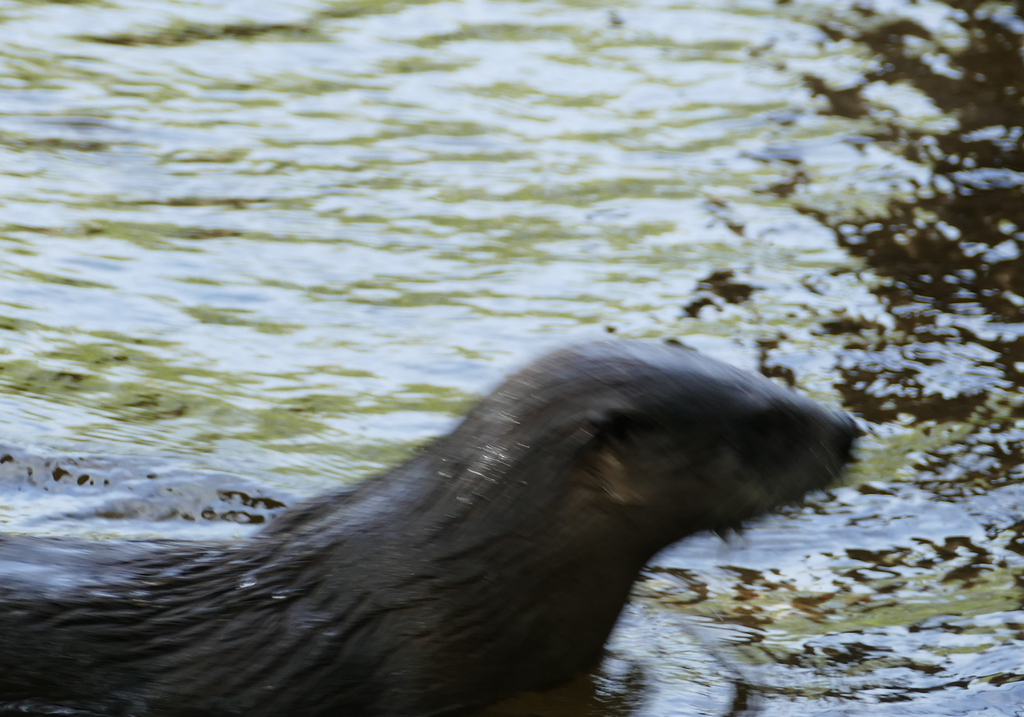 North American River Otter In October 2019 By Wendy McCrady Came Up So   Large 