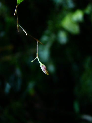 Pabstiella fusca, photograph 6