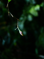 Pabstiella fusca, photograph (c) Yoannis Domínguez, some rights reserved (CC BY)