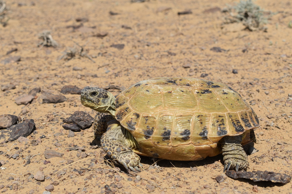 Afghan Tortoise in May 2023 by Alexey Katz · iNaturalist