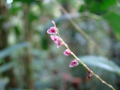 Stelis papaquerensis, photograph (c) Yoannis Domínguez, some rights reserved (CC BY)