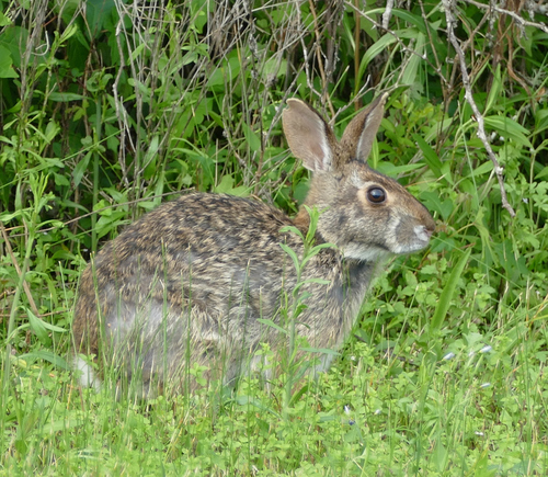 ヌマチウサギ
