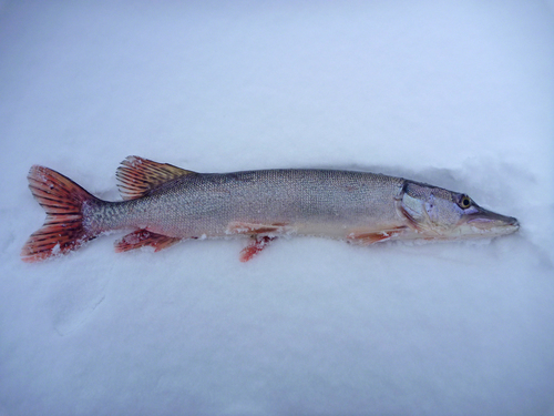 Northern pike (Esox lucius) — Esocidae — 3